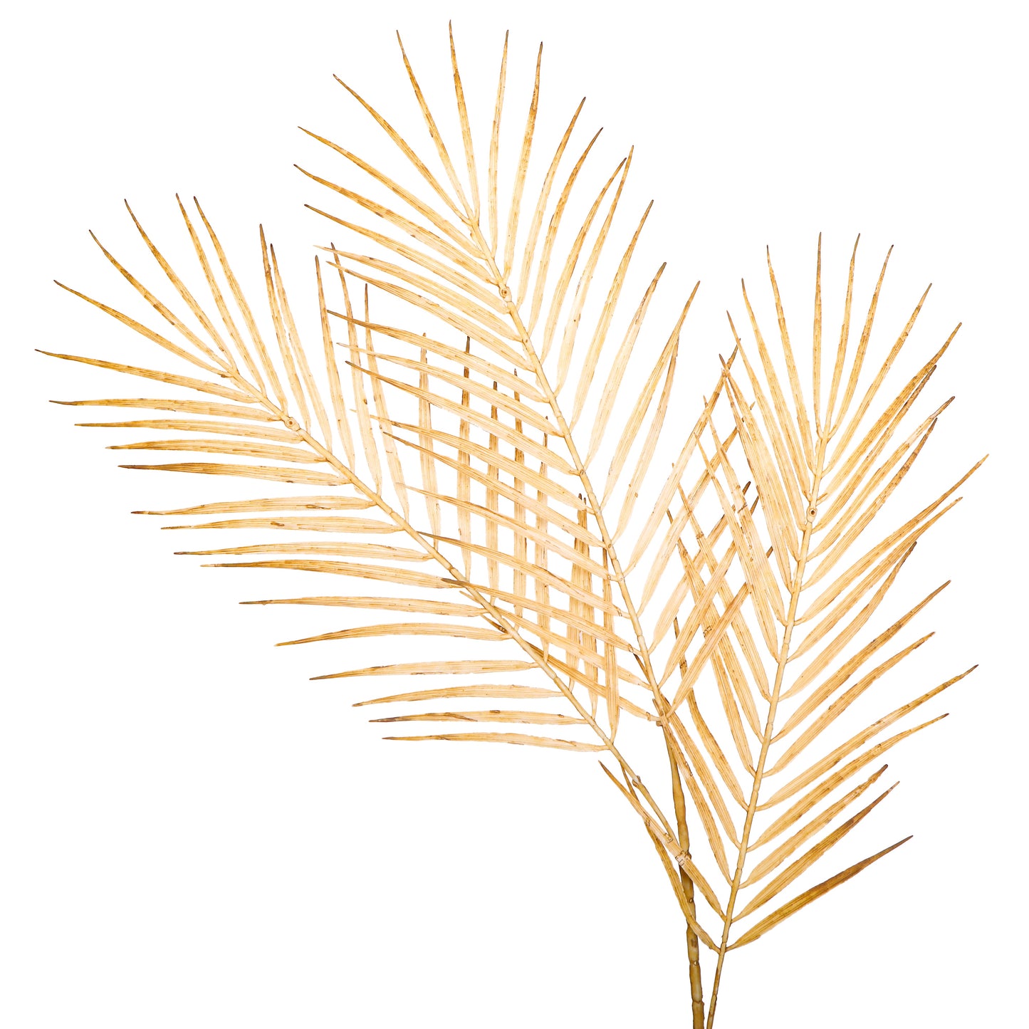 Flower Bunch - Big Fern Cream Sticks